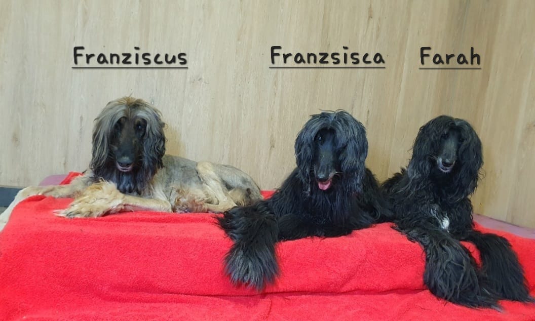Afghanen-Oldies: Franzisca, Fraziscus & Farah